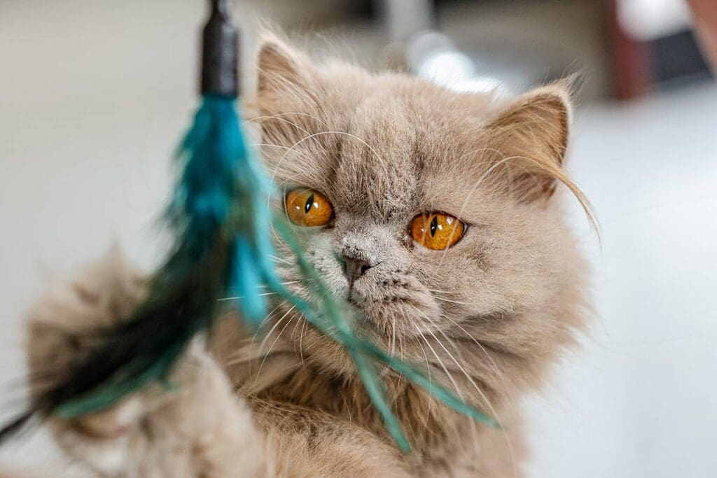 Queen of Cats — Website Design in Norfolk and Suffolk