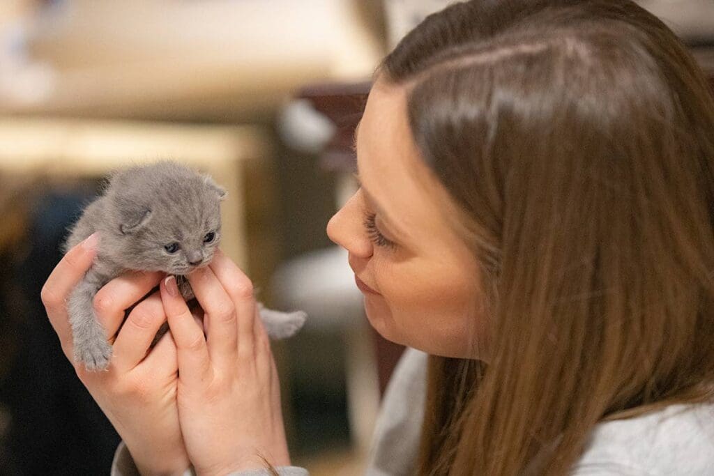 Queen of Cats — Website Design in Norfolk and Suffolk