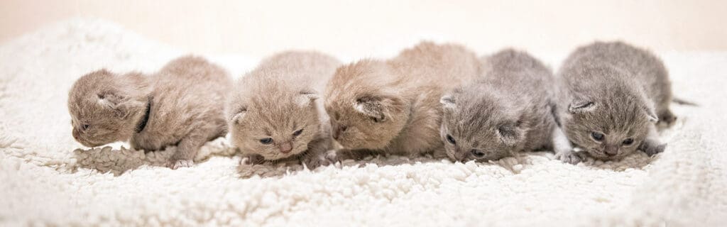 Queen of Cats — Website Design in Norfolk and Suffolk